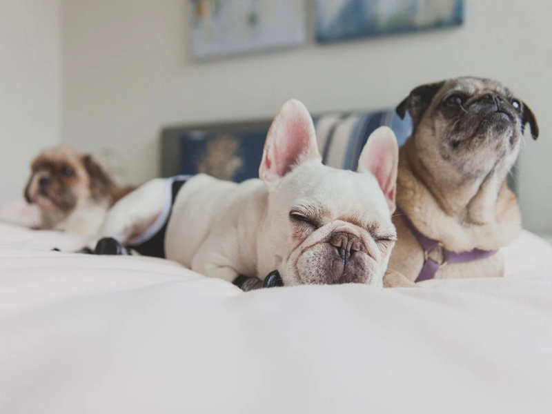 Comfortable Environment for Senior French Bulldogs