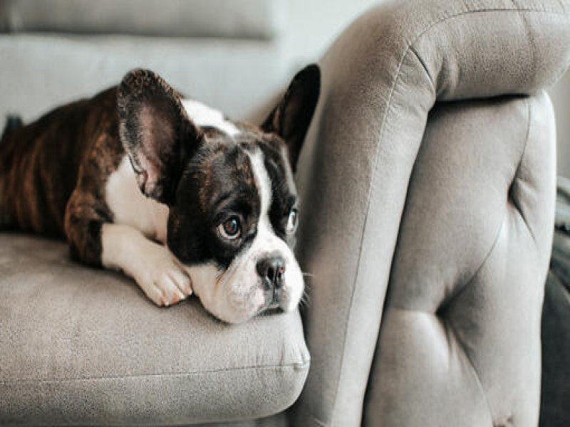 Incontinence in Senior French Bulldogs