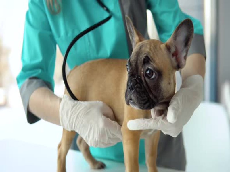 Pain Management for Senior Frenchies