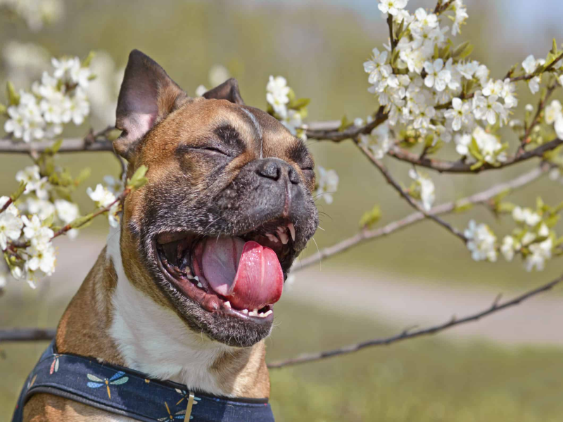 Dental Disease in Senior Frenchies