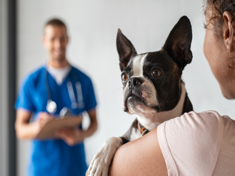 Regular Vet Visits for Senior French Bulldogs