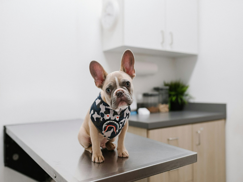 Kidney Disease in Senior Frenchies