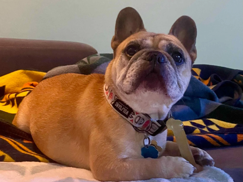 Incontinence in Senior French Bulldogs