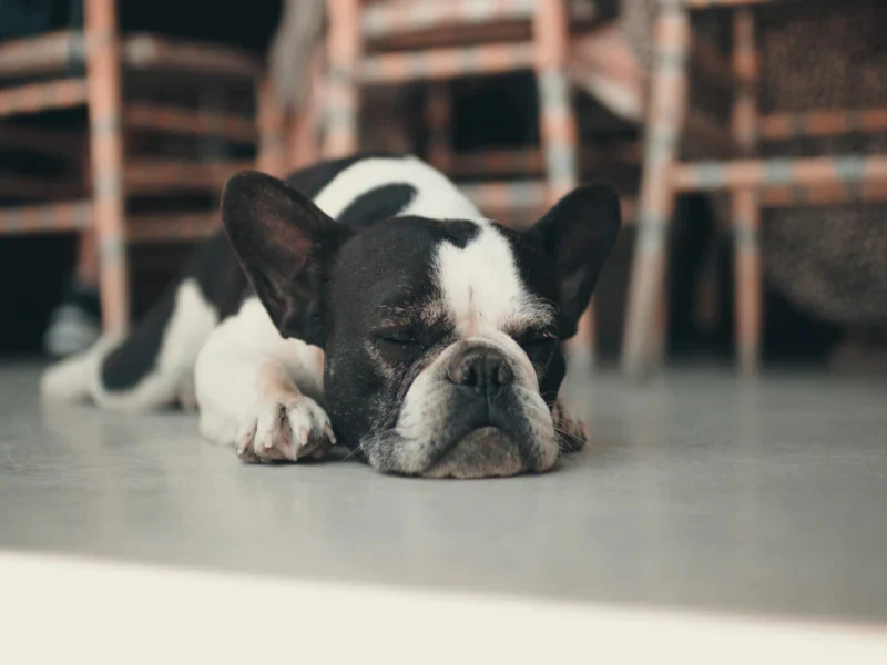 Cancer in Senior French Bulldogs