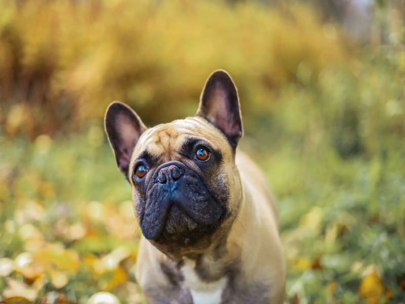 Making Your Home Senior Frenchie Friendly