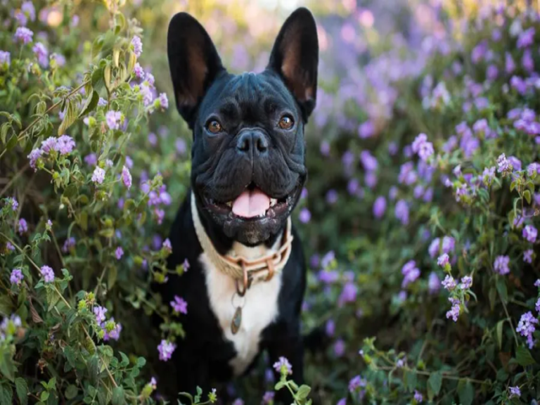 Making Your Home Senior Frenchie Friendly