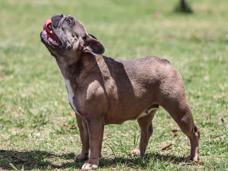 Comfortable Environment for Senior French Bulldogs