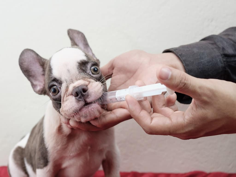 Senior French Bulldog Vaccinations