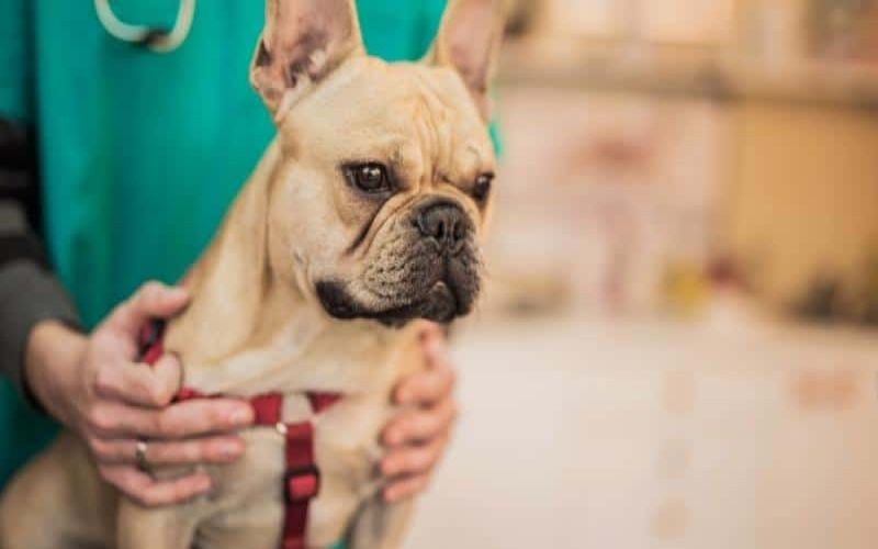 Diabetes in Senior French Bulldogs