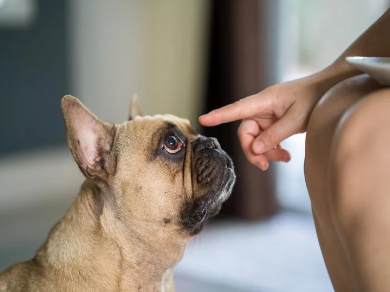 Maintaining Routine for Senior French Bulldogs