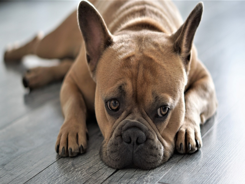 Maintaining Routine for Senior French Bulldogs