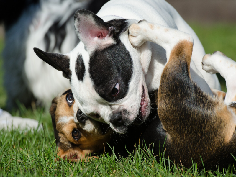 Socialization for Senior Frenchies