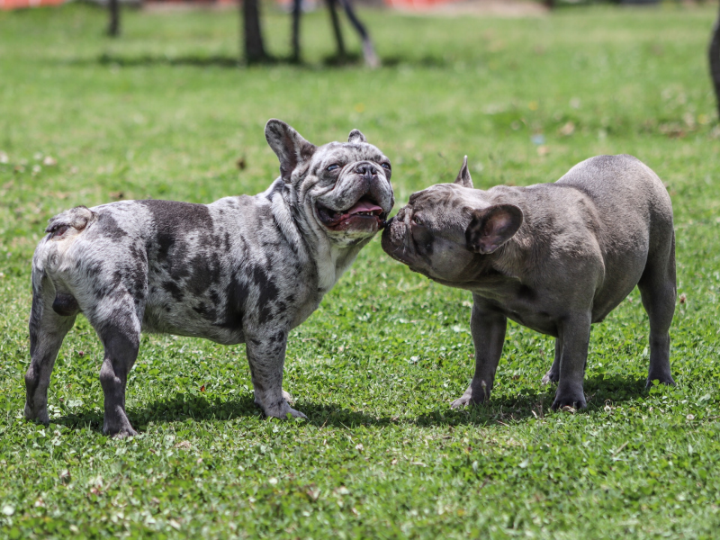 Senior French Bulldog Enrichment