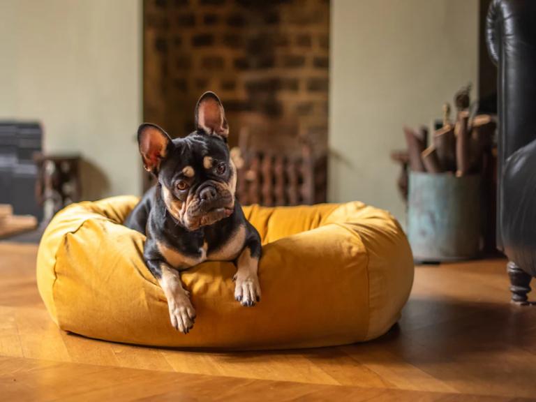 Senior-Friendly Furniture for French Bulldogs