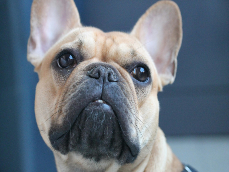 Adapting Training for Senior French Bulldogs