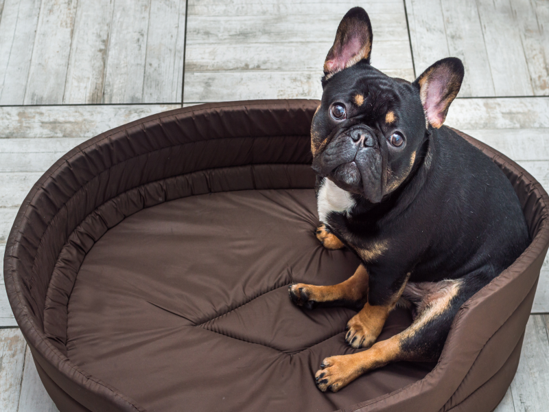 Bedding for Senior French Bulldogs