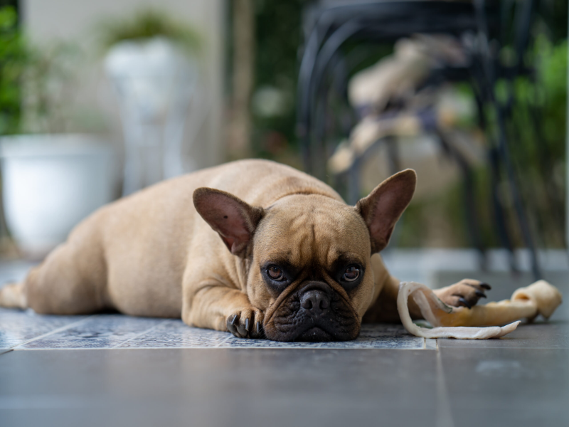 Mental Stimulation for Senior French Bulldogs