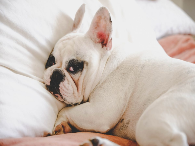 Bedding for Senior French Bulldogs