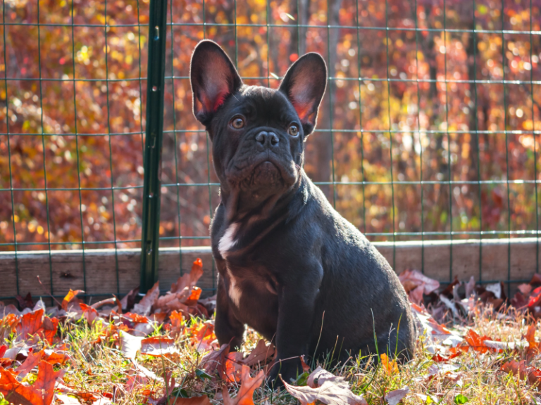 Positive Reinforcement for Senior Frenchies