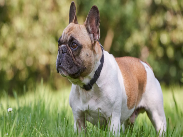 Making Your Home Senior Frenchie Friendly