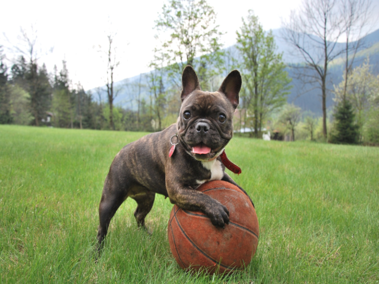 Adapting Training for Senior French Bulldogs