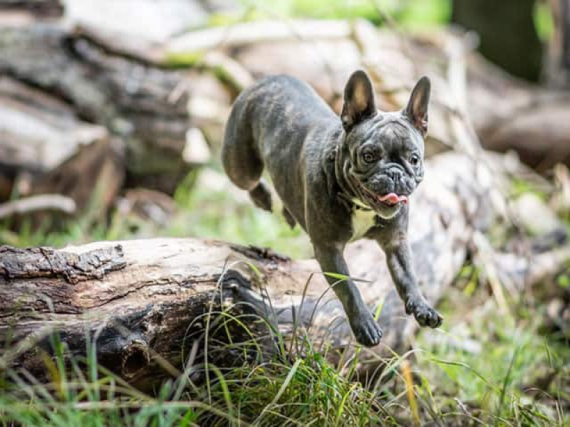 Senior French Bulldogs Mentally Stimulated