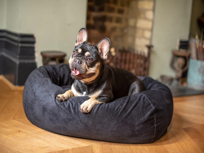 Bedding for Senior French Bulldogs