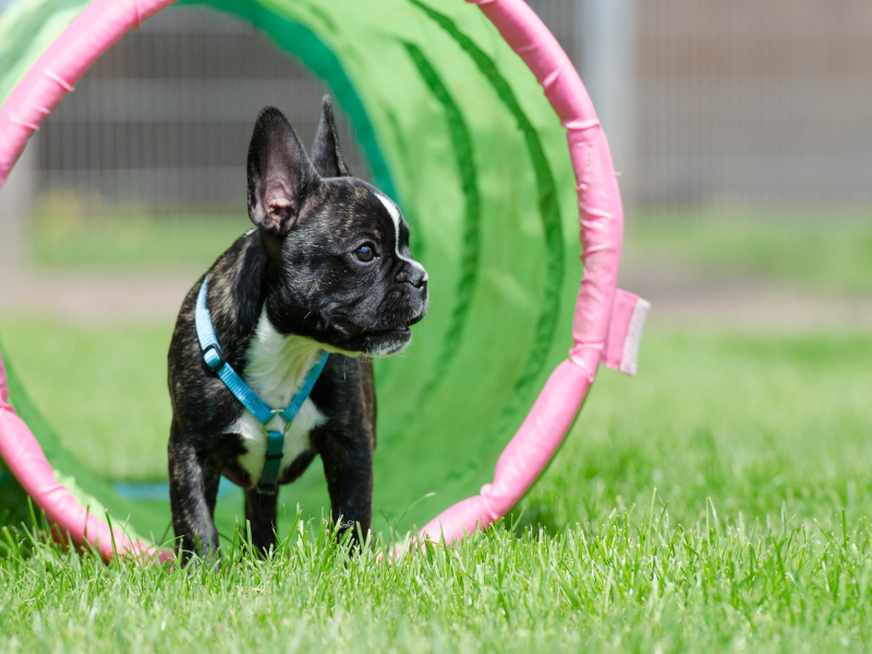 Mental Stimulation for Senior French Bulldogs