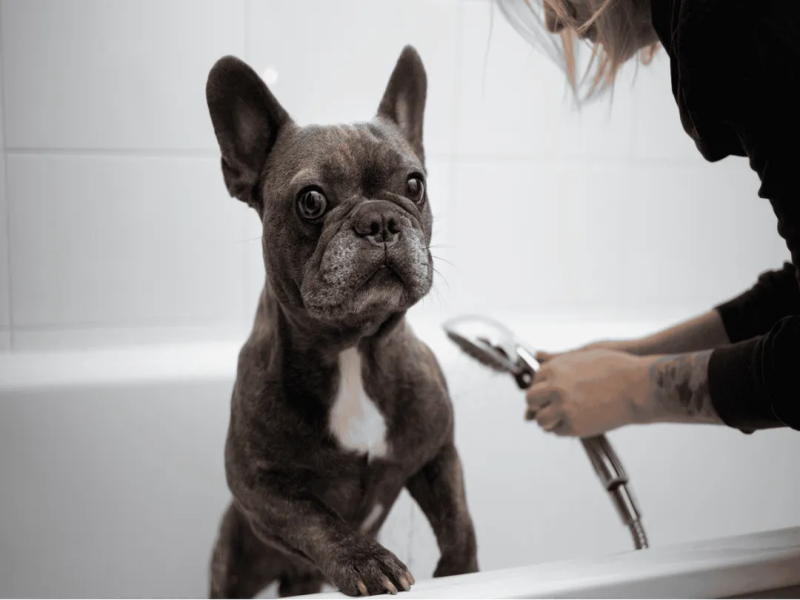 Grooming Your Senior Frenchie