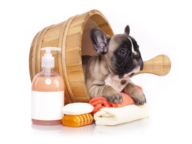 Grooming Your Senior Frenchie