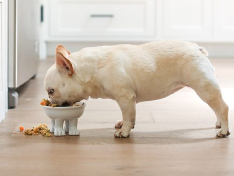 Easy Access to Food and Water for Senior French Bulldogs