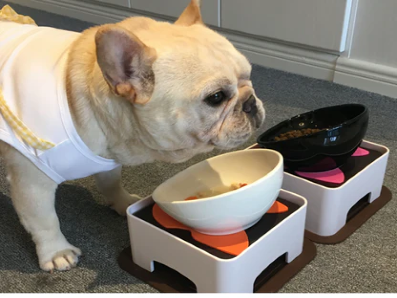 Easy Access to Food and Water for Senior French Bulldogs