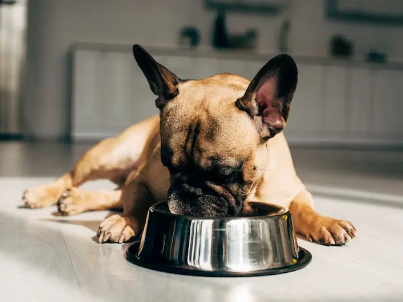 Easy Access to Food and Water for Senior French Bulldogs