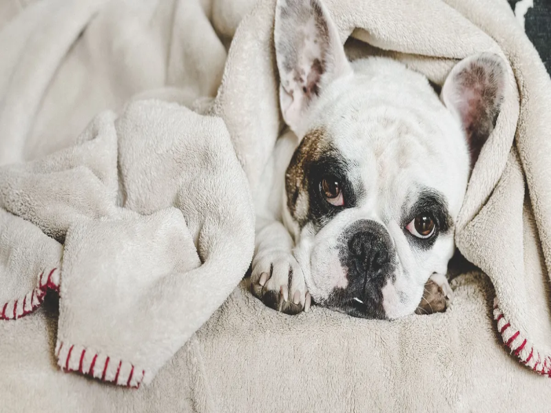 Temperature Control for Senior Frenchies