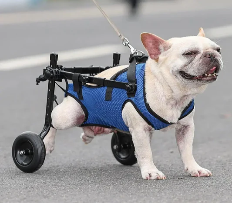 Senior French Bulldog Mobility Aids