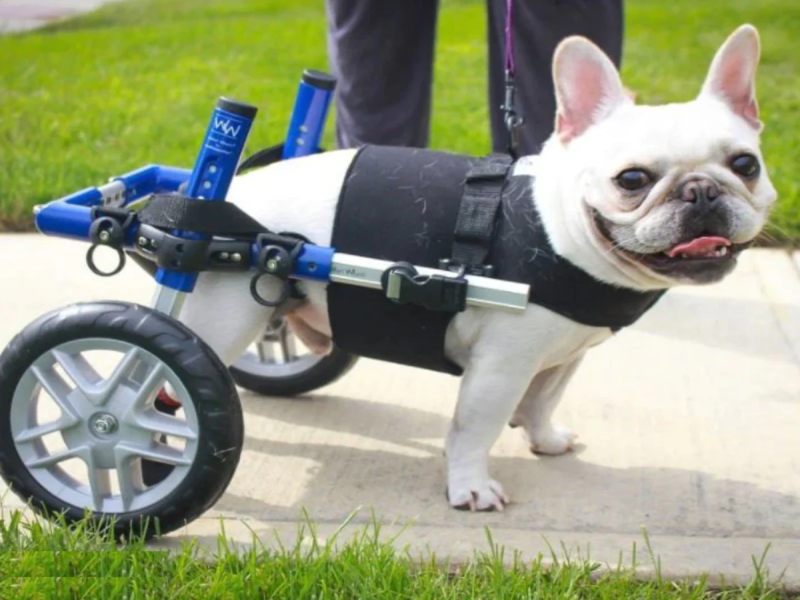 Senior French Bulldog Mobility Aids