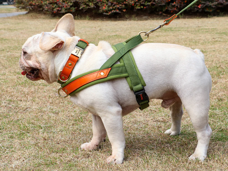 Senior French Bulldog Car Safety