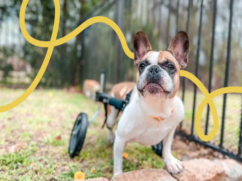 Assistive Devices for Senior French Bulldogs