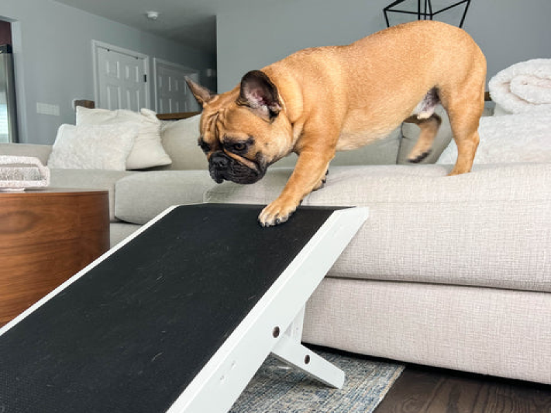 Helping Senior French Bulldogs Navigate Stairs