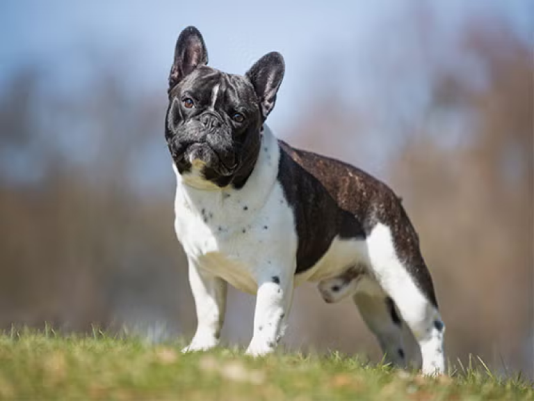 Outdoor Spaces for Senior Frenchies