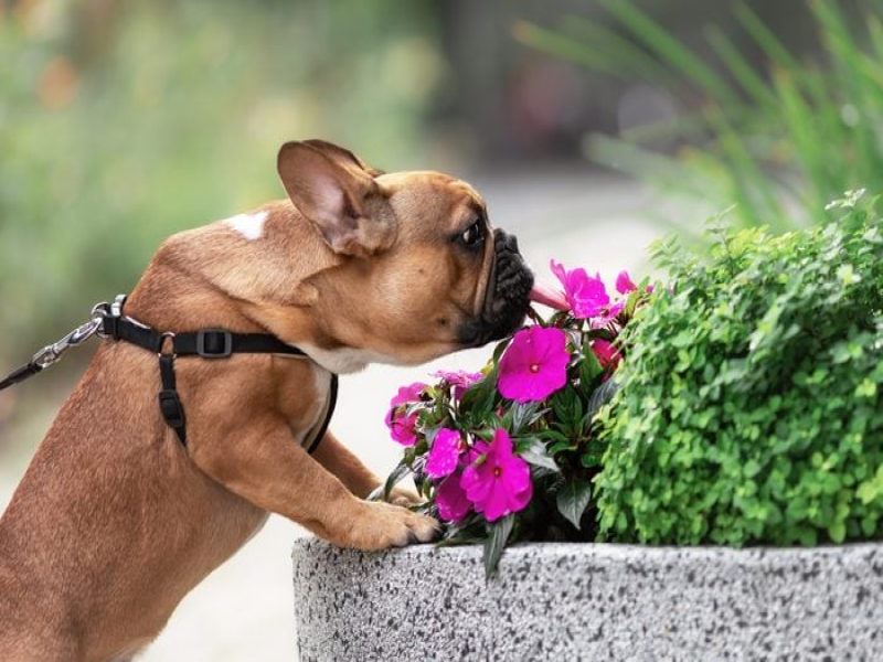 Outdoor Spaces for Senior Frenchies