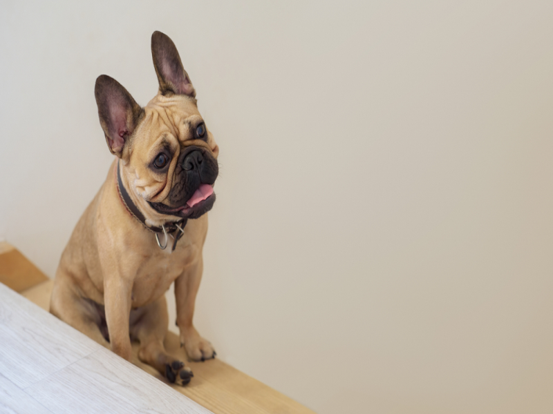 Helping Senior French Bulldogs Navigate Stairs