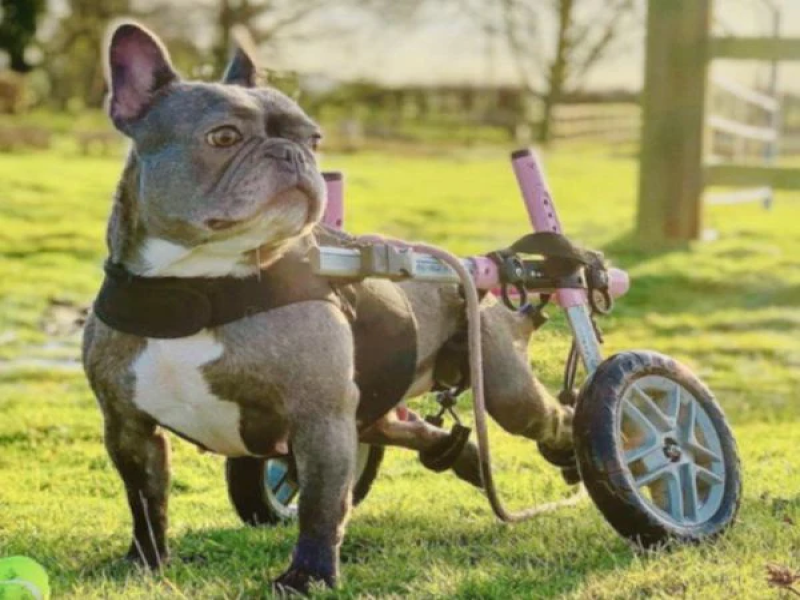 Senior French Bulldog Car Safety