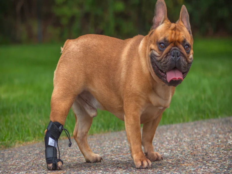 Assistive Devices for Senior French Bulldogs