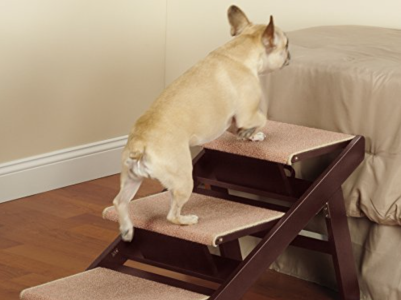 Helping Senior French Bulldogs Navigate Stairs