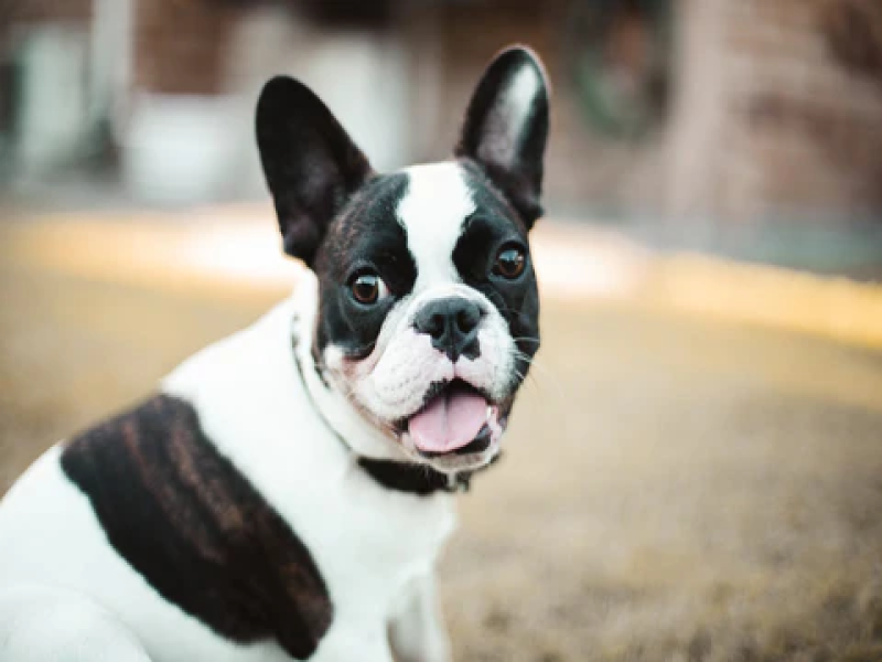 Outdoor Spaces for Senior Frenchies