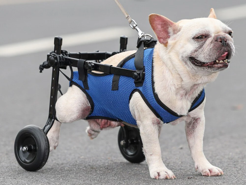 Senior French Bulldog Car Safety