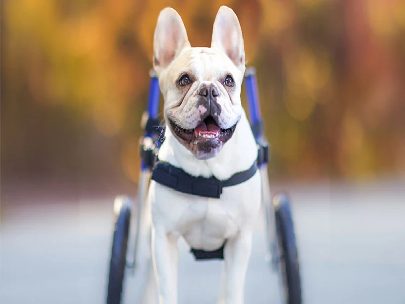 Assistive Devices for Senior French Bulldogs