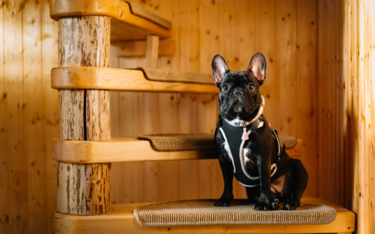 Helping Senior French Bulldogs Navigate Stairs