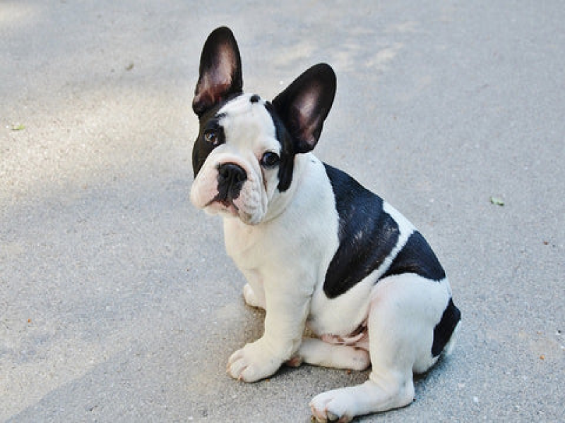 Outdoor Spaces for Senior Frenchies